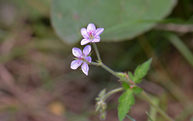 Flower close-up; Geranium richardsonii